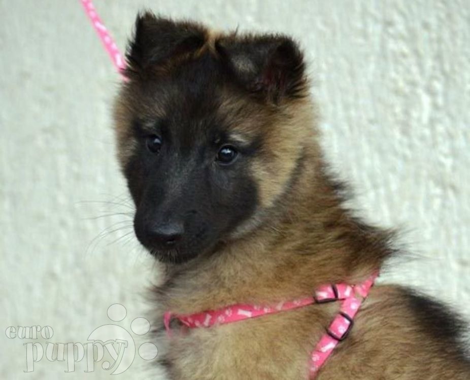 belgian tervuren puppies for sale antoinette belgian tervuren puppy for sale puppy belgian tervuren puppies for sale antoinette belgian tervuren puppy for sale puppy