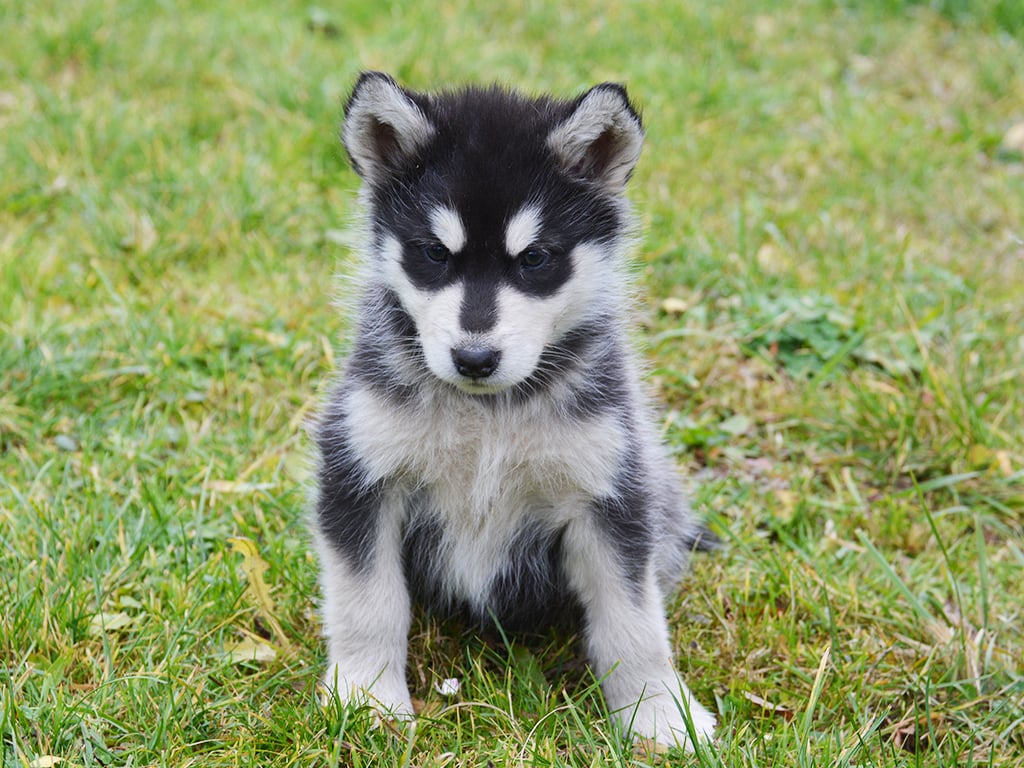 Penny - Alaskan Malamute Puppy for sale | Euro Puppy
