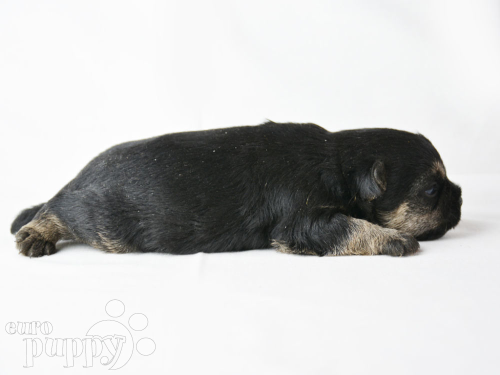 ken puppies for sale ken border terrier puppy for sale puppy ken puppies for sale ken border terrier puppy for sale puppy