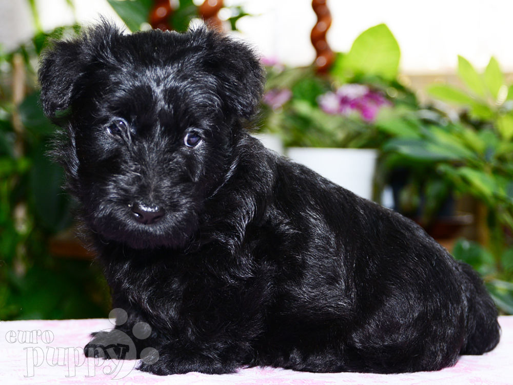terrier puppies for sale near me scottish terrier puppies for sale near me terrier puppies for sale near me scottish terrier puppies for sale near me