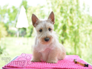 Scottish Terrier For Puppies Scottish Terrier Puppies