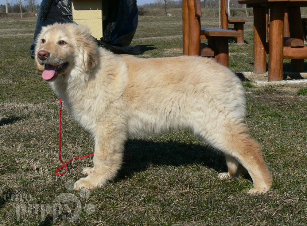 hovawart puppies for sale oscar hovawart puppy for sale puppy hovawart puppies for sale oscar hovawart puppy for sale puppy