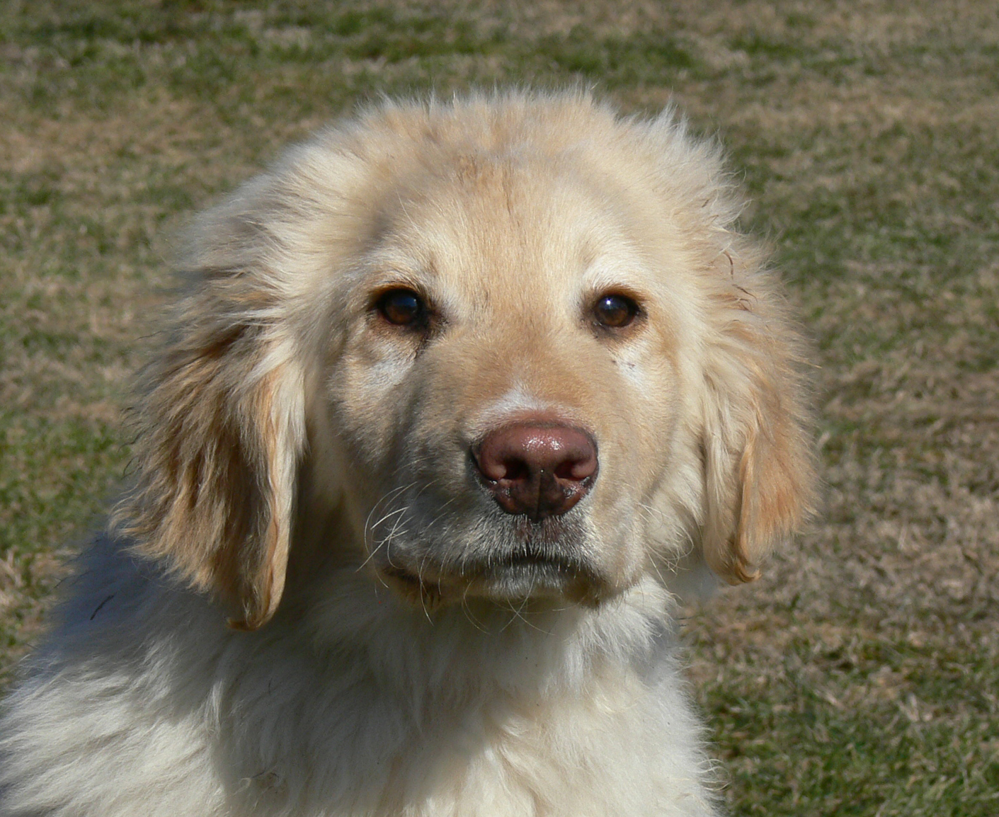 Oscar Hovawart Puppy for sale Euro Puppy