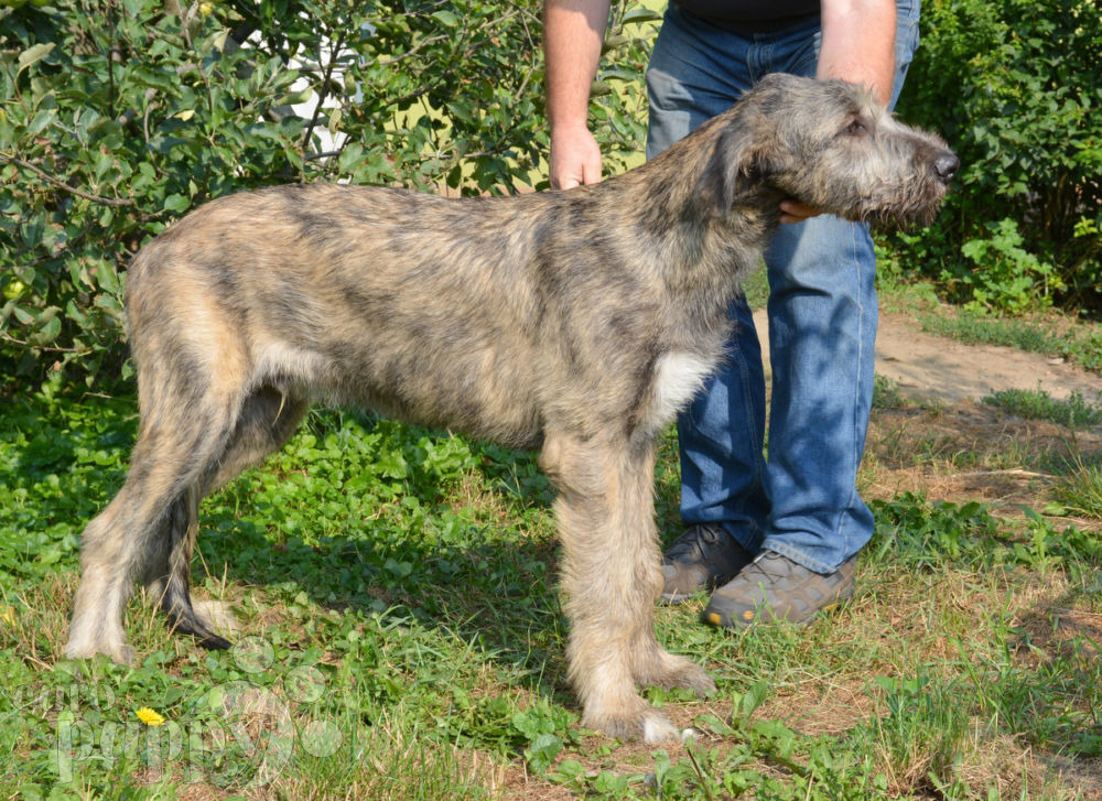Bad Boy - Irish Wolfhound Puppy for sale | Euro Puppy