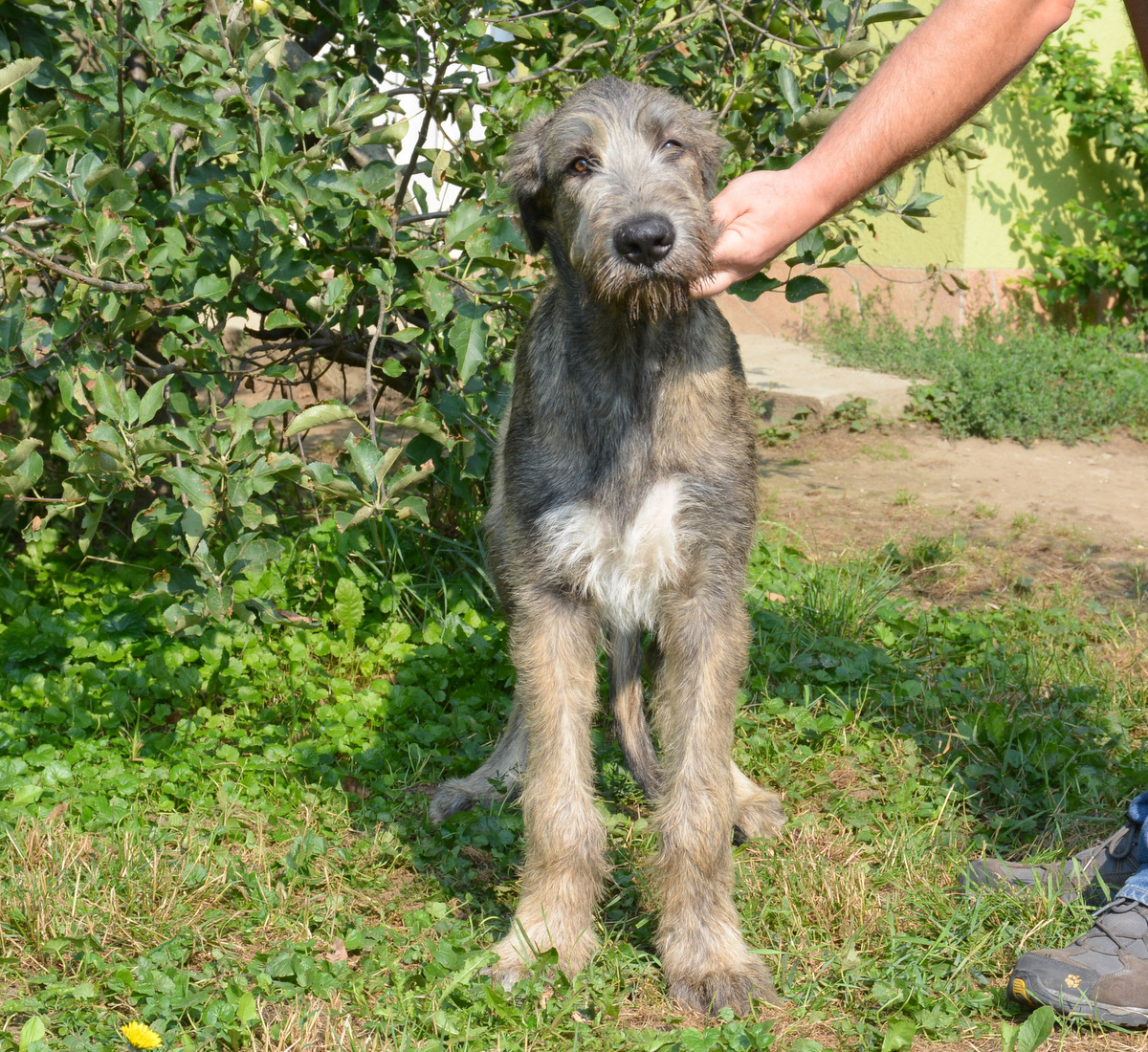 Bad Boy - Irish Wolfhound Puppy for sale | Euro Puppy