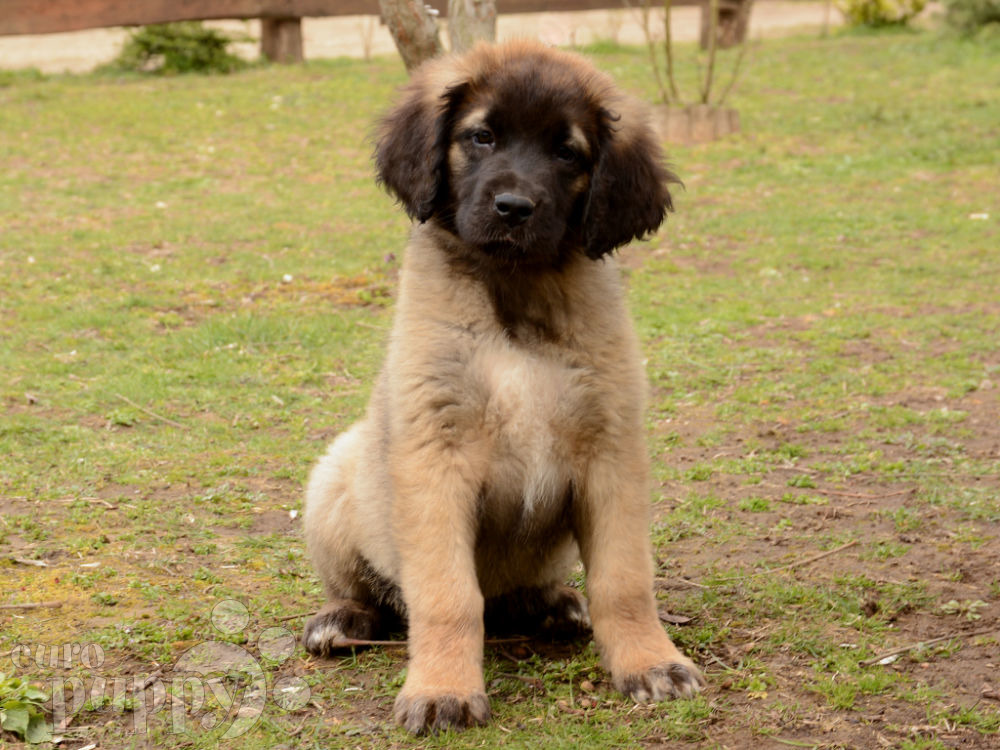 Celebrity Leonberger Puppy For Sale Euro Puppy