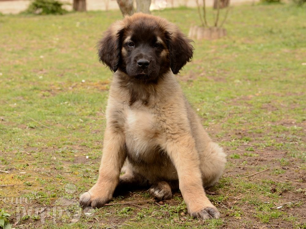 leonberger soft toy