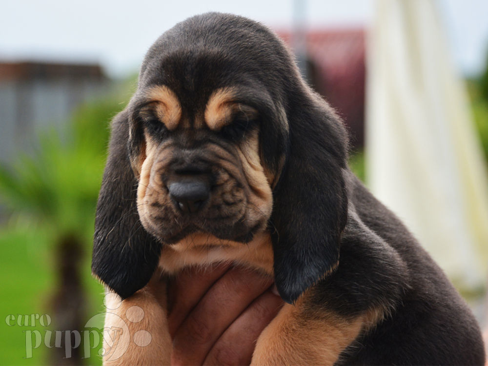 Caan Do Hounds, Bloodhound Breeder Puppies in Minnesota USA