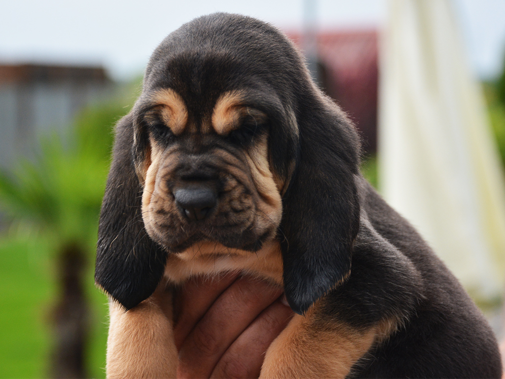 bloodhounds for sale