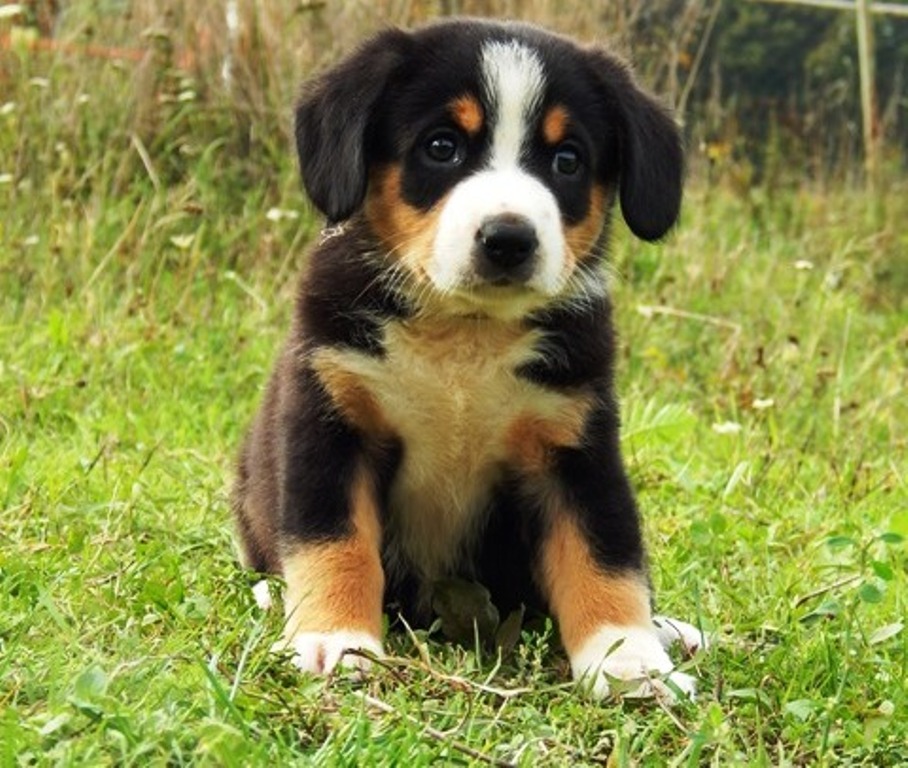 entlebucher sennenhund puppies