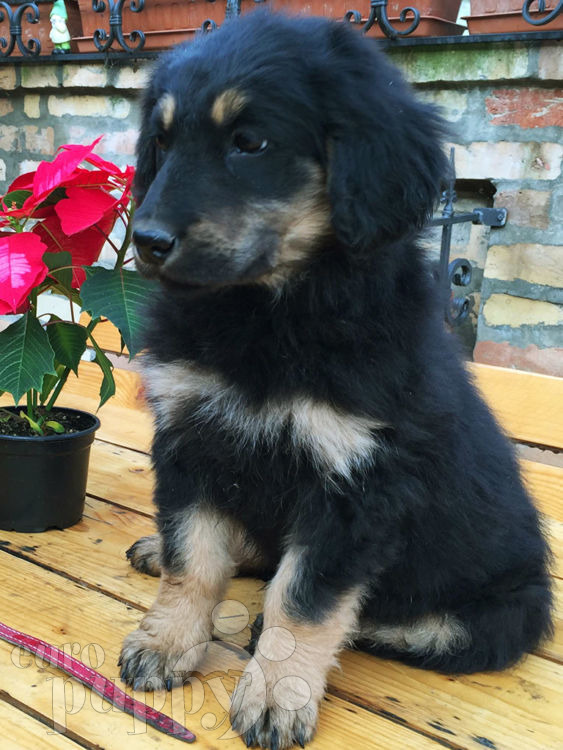 hovawart puppies for sale crown hovawart puppy for sale puppy hovawart puppies for sale crown hovawart puppy for sale puppy