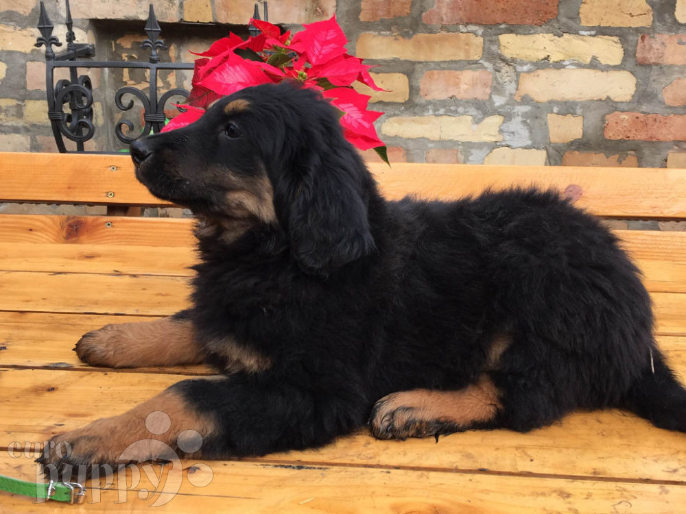 Chrysler Hovawart Puppy for sale Euro Puppy