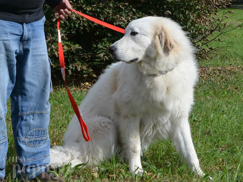 great pyrenees puppy for sale vincent great pyrenees puppy for sale puppy great pyrenees puppy for sale vincent great pyrenees puppy for sale puppy