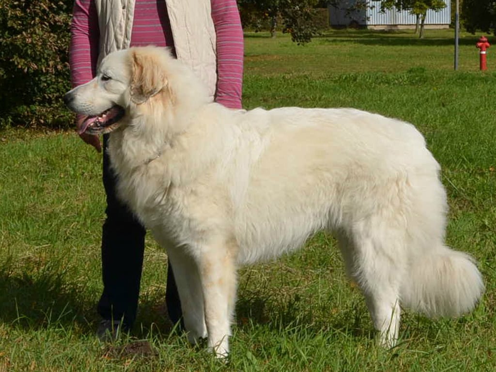 Vincent - Great Pyrenees Puppy for sale | Euro Puppy