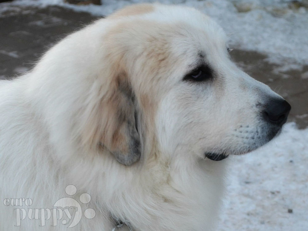 great pyrenees puppy for sale vincent great pyrenees puppy for sale puppy great pyrenees puppy for sale vincent great pyrenees puppy for sale puppy
