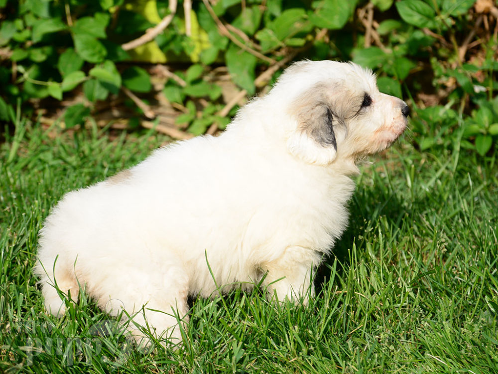 great pyrenees puppy for sale mercy great pyrenees puppy for sale puppy great pyrenees puppy for sale mercy great pyrenees puppy for sale puppy