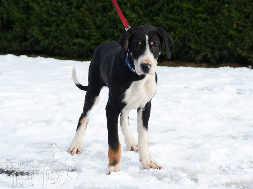 Neptune Transylvanian Hound Puppy for sale Euro Puppy
