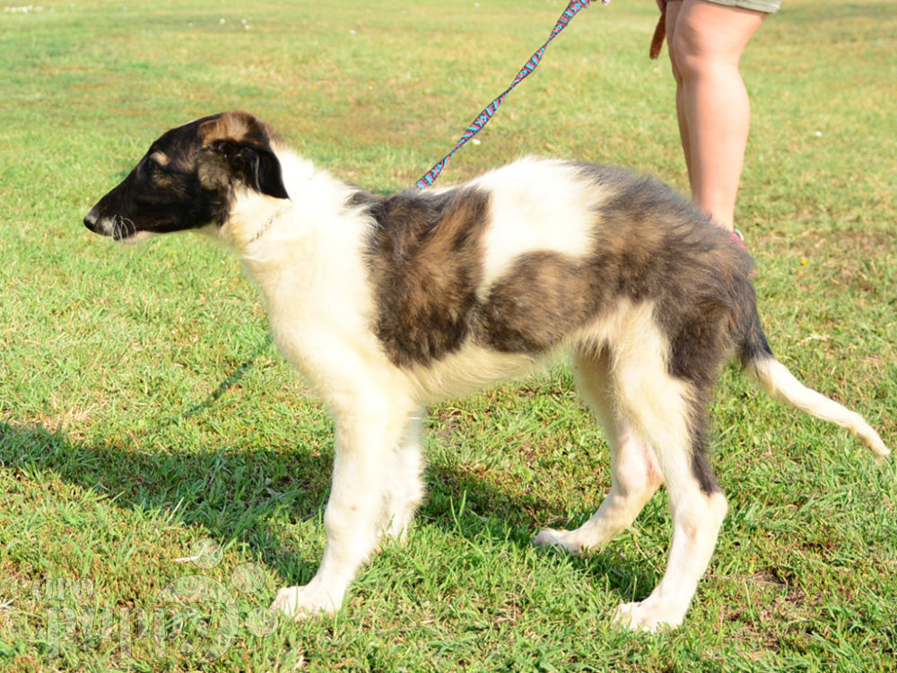 Nika - Borzoi Puppy for sale | Euro Puppy
