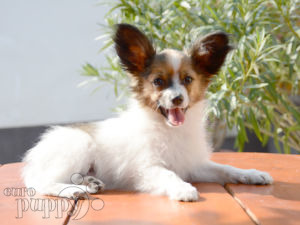 Papillon For Sale Papillon Puppies
