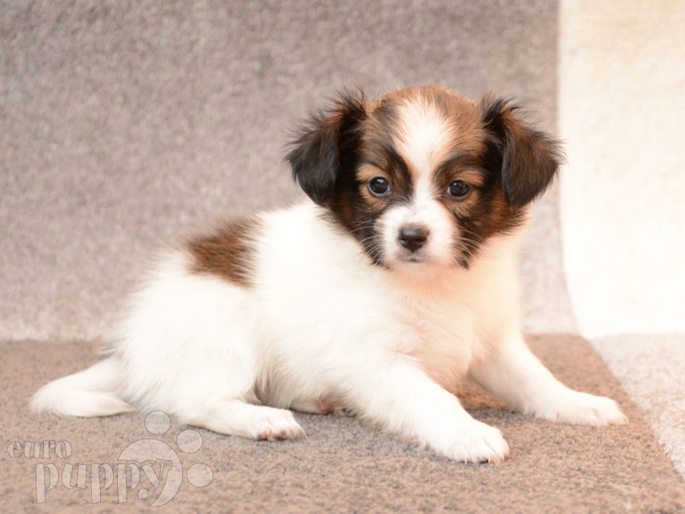 sassy puppy sassy papillon puppy for sale puppy sassy puppy sassy papillon puppy for sale puppy