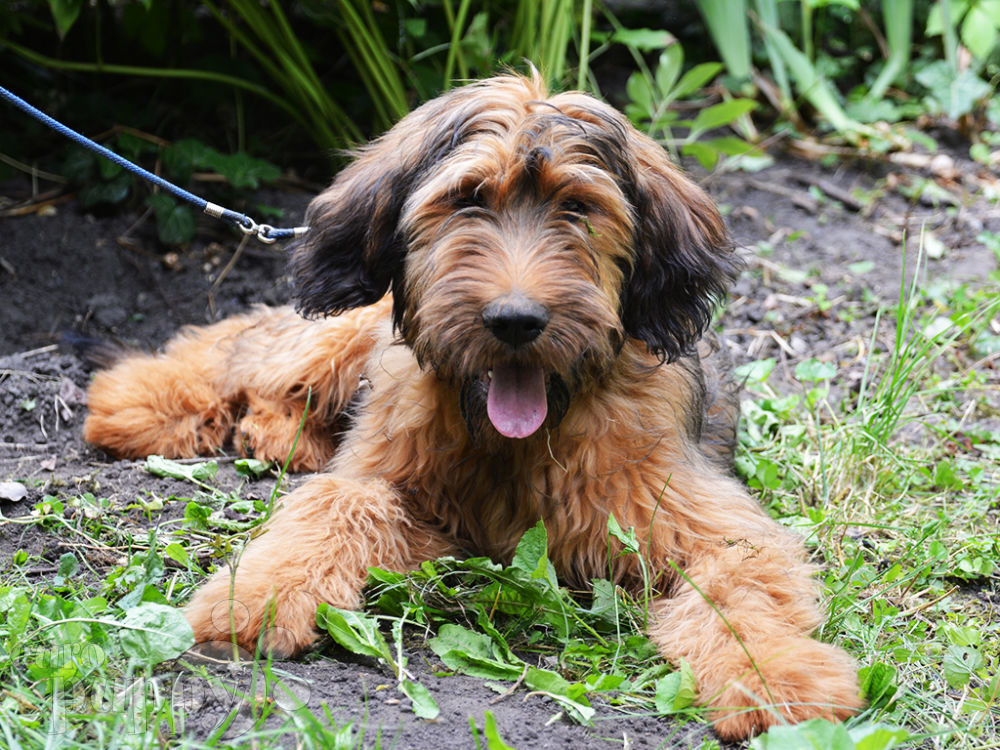 Briard Puppies For Sale Uk