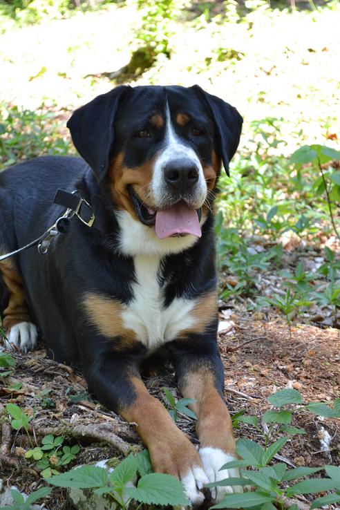 swiss mountain puppies for sale alps great swiss mountain puppy for sale puppy swiss mountain puppies for sale alps great swiss mountain puppy for sale puppy