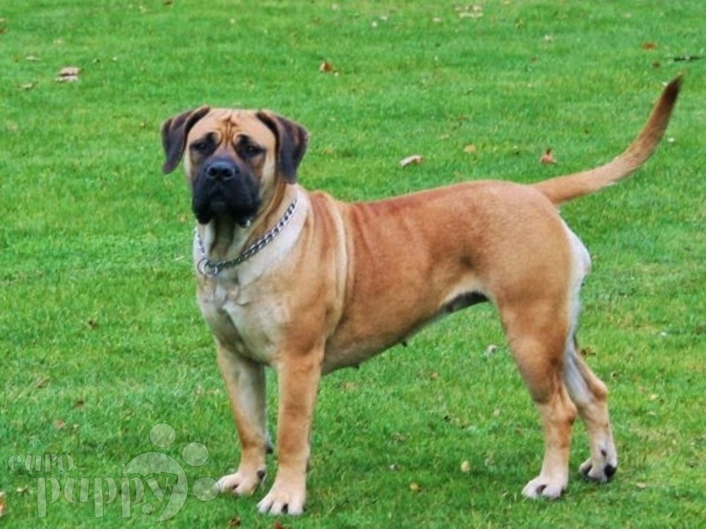 Giant - Boerboel Puppy for sale | Euro Puppy