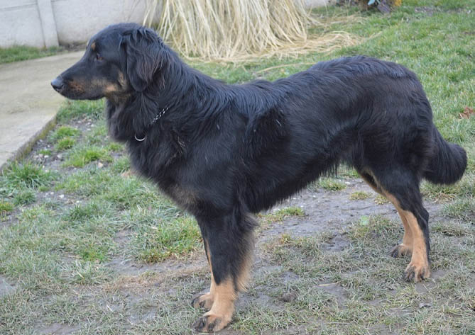 Crown Victoria Hovawart Puppy For Sale Euro Puppy