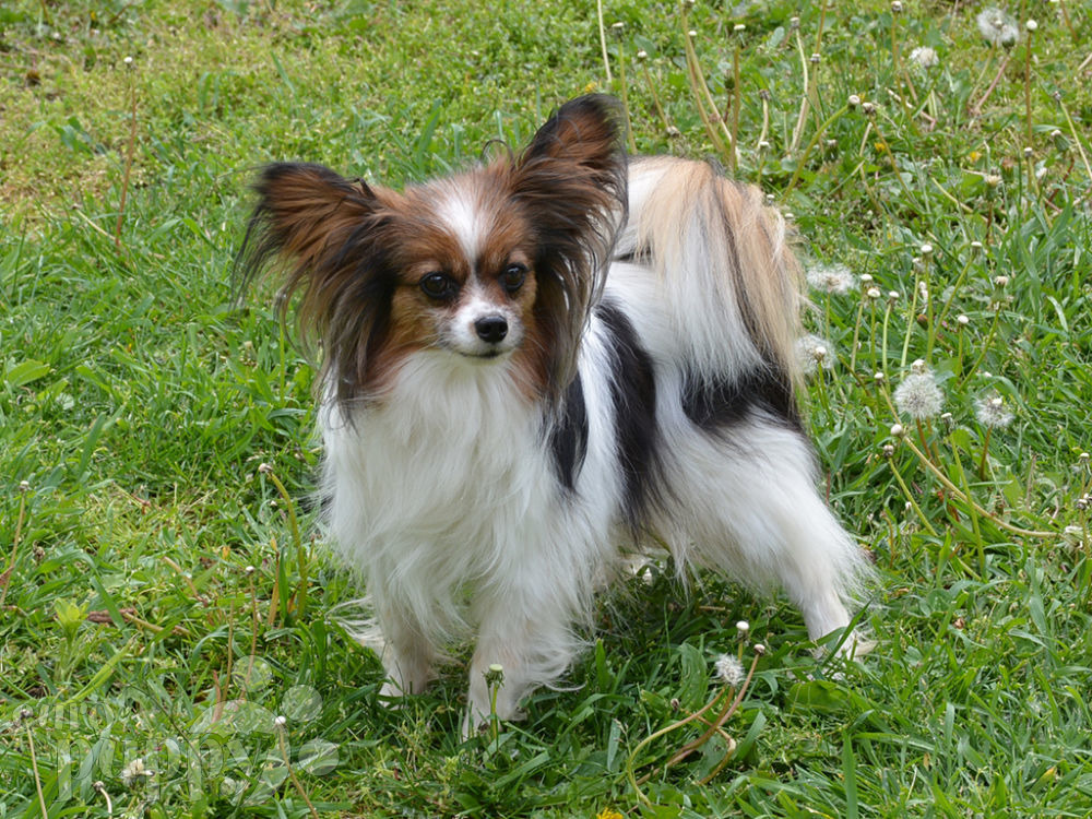 Brigitta Papillon Puppy for sale Euro Puppy