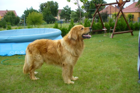 hovawart puppies for sale oscar hovawart puppy for sale puppy hovawart puppies for sale oscar hovawart puppy for sale puppy
