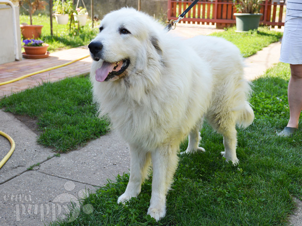28 Best Pictures Black Great Pyrenees Puppy For Sale : Dylan - Kuvasz Puppy for sale | Euro Puppy