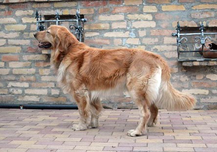 hovawart puppies for sale crown hovawart puppy for sale puppy hovawart puppies for sale crown hovawart puppy for sale puppy