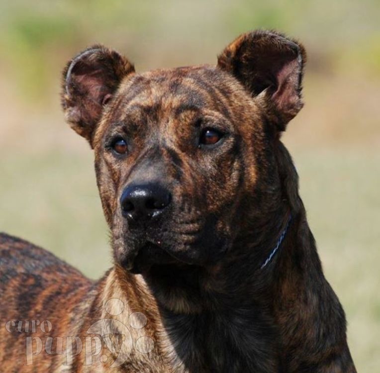 Charrua - Uruguayan Cimarron Puppy for sale | Euro Puppy