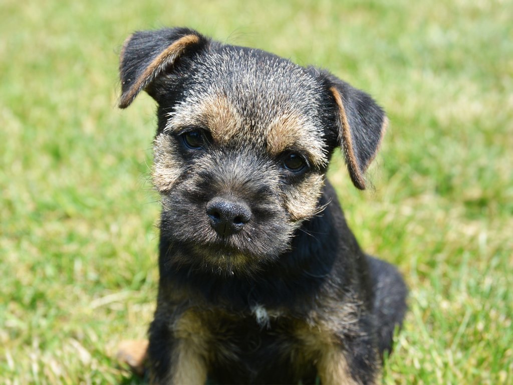 ken puppies for sale ken border terrier puppy for sale puppy ken puppies for sale ken border terrier puppy for sale puppy