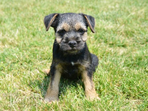 ken puppies for sale ken border terrier puppy for sale puppy ken puppies for sale ken border terrier puppy for sale puppy