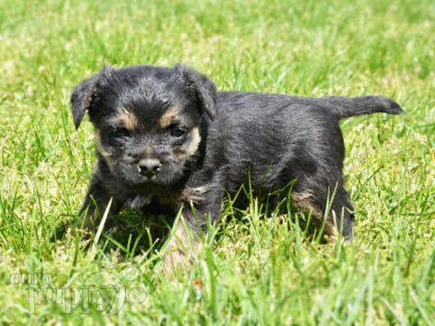 ken puppies for sale ken border terrier puppy for sale puppy ken puppies for sale ken border terrier puppy for sale puppy