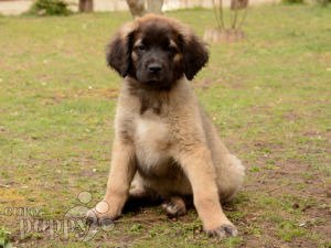 leonberger puppy price leonberger puppies for sale puppy leonberger puppy price leonberger puppies for sale puppy