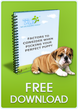 https://www.europuppy.com/euro_puppy_ebooks/factors-to-consider-free-download/