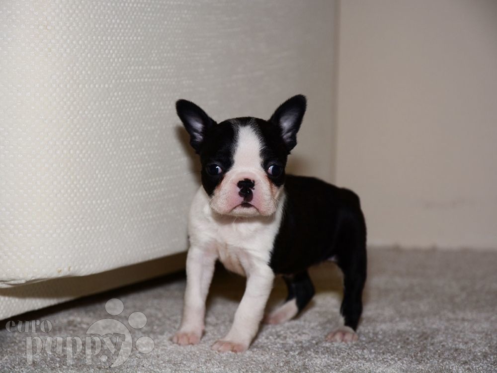 boston terrier puppies for sale rosie boston terrier puppy for sale puppy boston terrier puppies for sale rosie boston terrier puppy for sale puppy