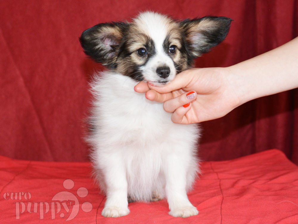 Rufus Papillon Puppy for sale Euro Puppy