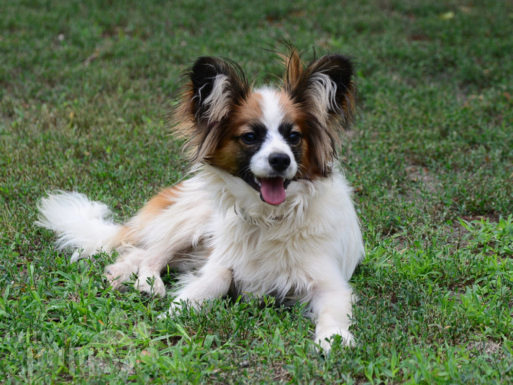 Rufus - Papillon Puppy for sale | Euro Puppy