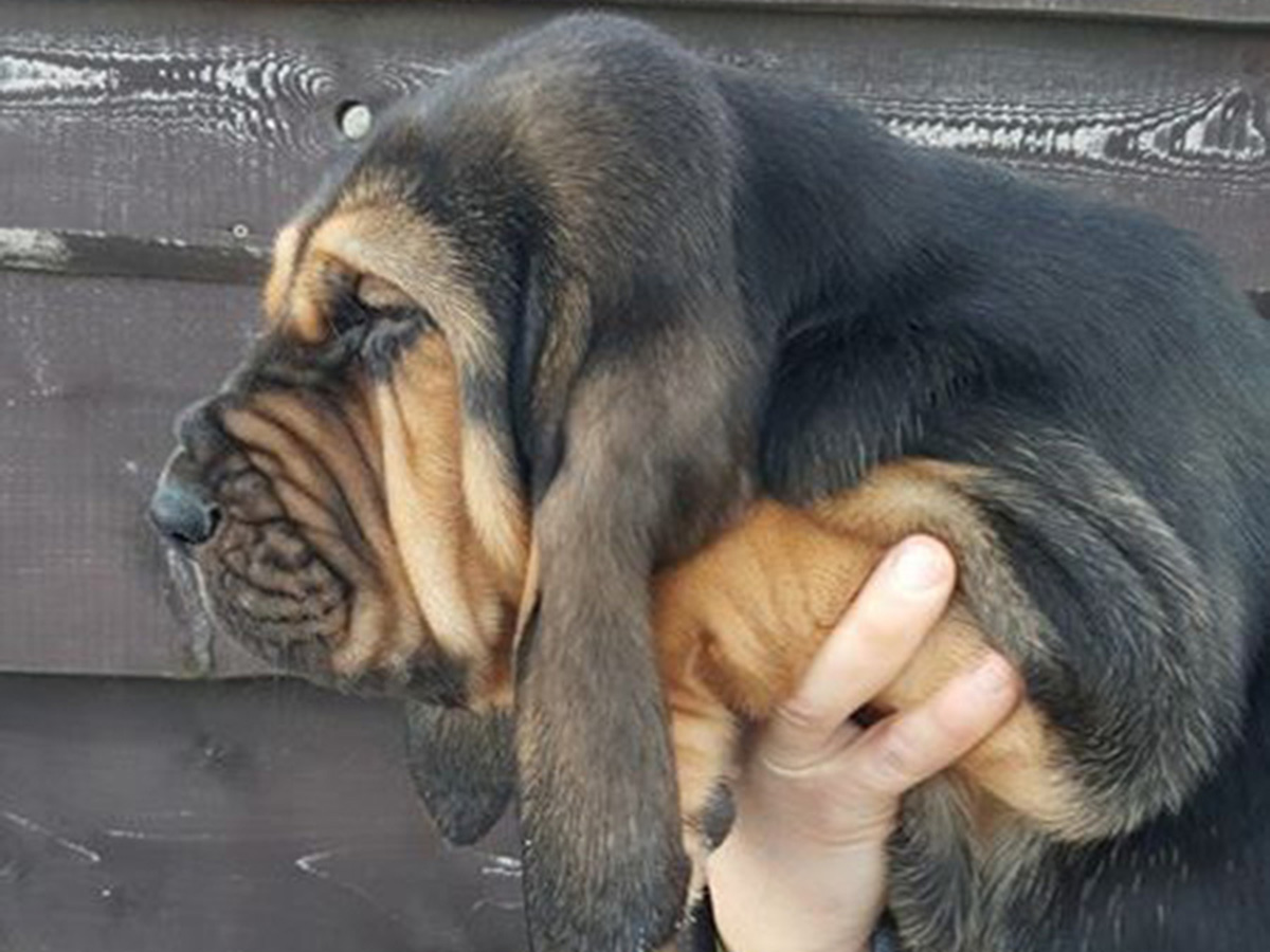 Bayard - Bloodhound Puppy for sale | Euro Puppy