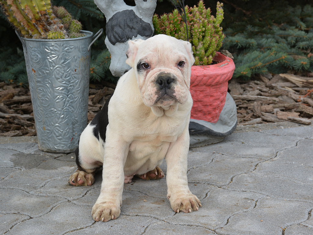 Raptor Miniature English Bulldog Puppy for sale Euro Puppy