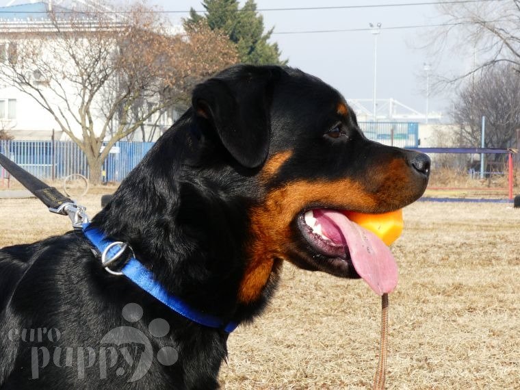 rottweiler puppies for sale in ms rottweiler puppies for sale rottweiler puppies for sale in america breeds picture rottweiler puppies for sale in ms rottweiler puppies for sale rottweiler puppies for sale in america breeds picture