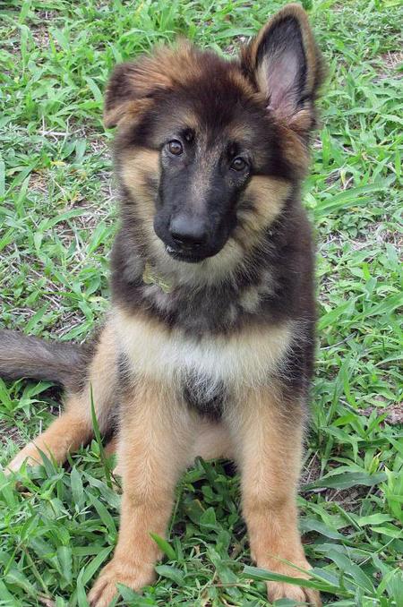 Want your German Shepherd to have Upright Ears? The Facts!