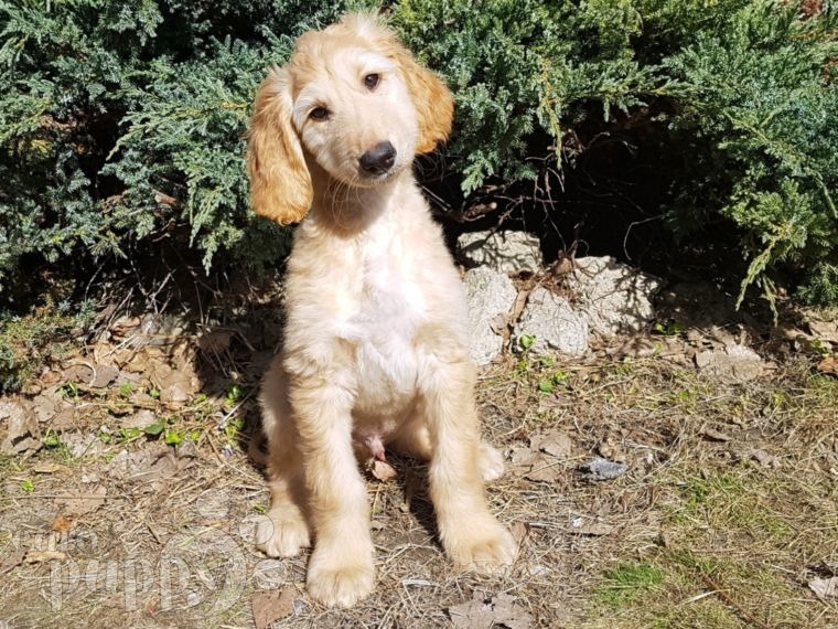 afghan hound puppies ynwa afghan hound puppy for sale puppy afghan hound puppies ynwa afghan hound puppy for sale puppy