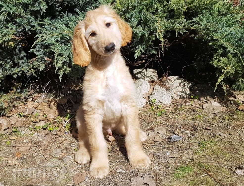 Ynwa Afghan Hound Puppy for sale Euro Puppy