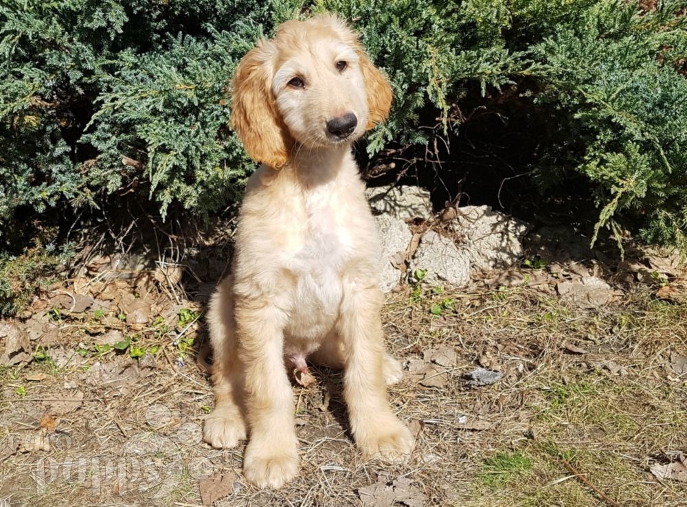 Ynwa Afghan Hound Puppy for sale Euro Puppy