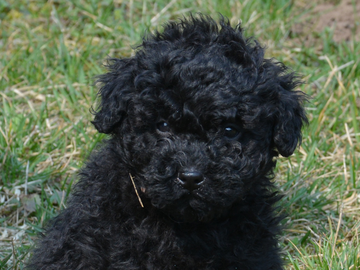 puli puppies for sale boing puli puppy for sale puppy puli puppies for sale boing puli puppy for sale puppy