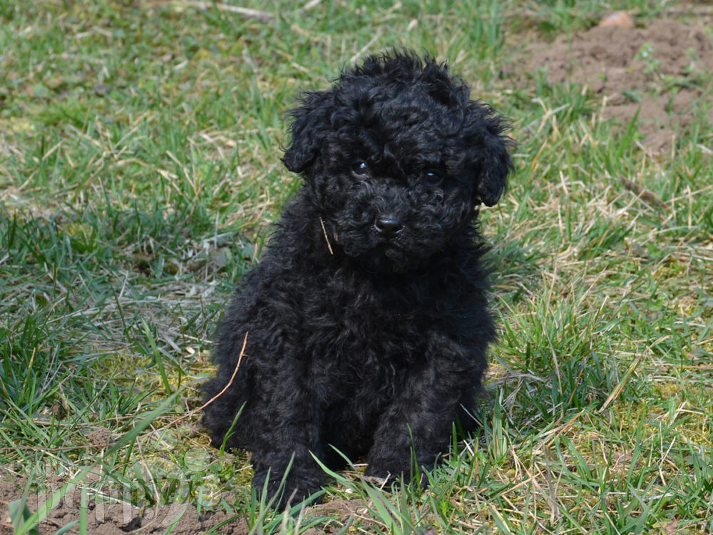 puli puppies for sale boing puli puppy for sale puppy puli puppies for sale boing puli puppy for sale puppy